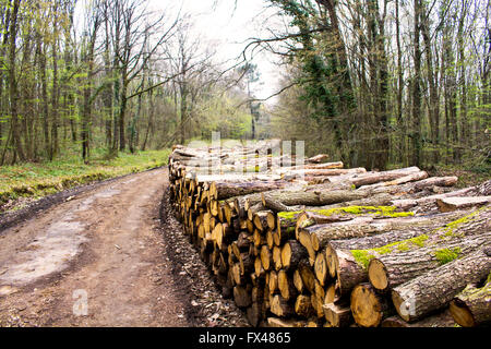 Un trito di legno nella foresta a parco in Istanbul Foto Stock