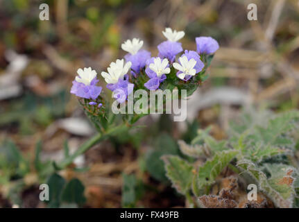 Ondulata di foglie di lavanda di mare - Limonium sinuatum Foto Stock