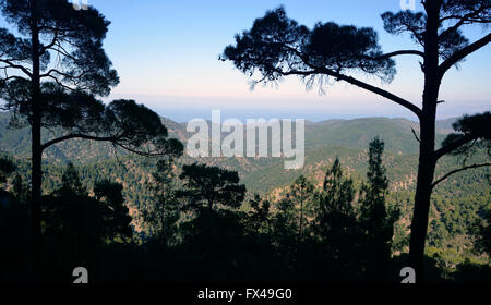 Paphos foresta, Stavros tis Psokas, Cipro Pino Calabrese Foto Stock