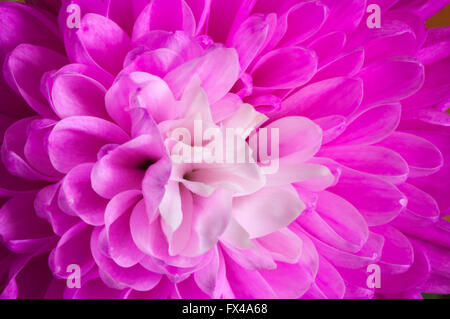 Close up di petali di rosa fiori di crisantemo. Foto Stock