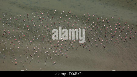 Vista aerea, Camargue, stormi di fenicotteri rosa sulla bassa marea della Camargue, fenicotteri (Phoenicopteridae), Fenicottero rosa, Foto Stock