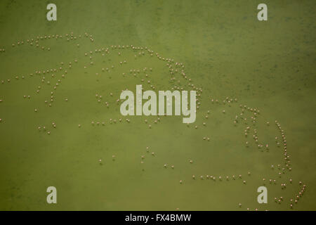 Vista aerea, Camargue, stormi di fenicotteri rosa sulla bassa marea della Camargue, fenicotteri (Phoenicopteridae), Fenicottero rosa, Foto Stock