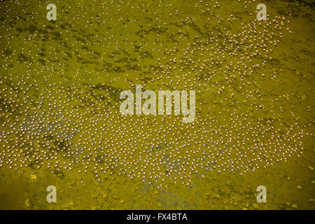 Vista aerea, Camargue, stormi di fenicotteri rosa sulla bassa marea della Camargue, fenicotteri (Phoenicopteridae), Fenicottero rosa, Foto Stock