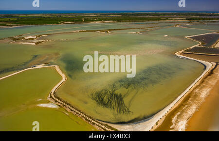 Vista aerea, Camargue, stormi di fenicotteri rosa sulla bassa marea della Camargue, fenicotteri (Phoenicopteridae), Fenicottero rosa, Foto Stock