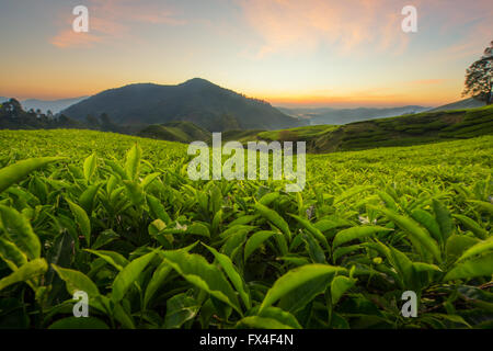 La piantagione di tè in Cameron Highlands, Malaysia Foto Stock
