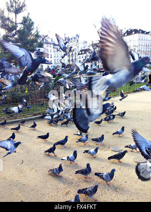 Piccioni volare a Parigi Foto Stock