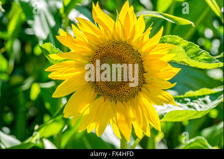 Girasole (Helianthus annuus), Baviera, Germania Foto Stock