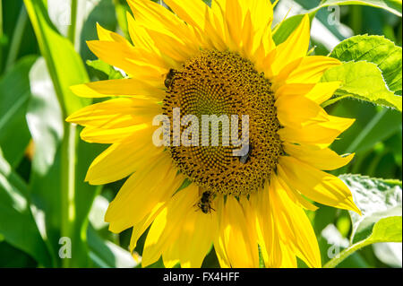 Girasole (Helianthus annuus) con api (Apis), Baviera, Germania Foto Stock