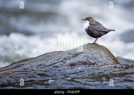 Bianco-throated bilanciere (Cinclus cinclus) permanente sulla pietra in acqua, Parco Nazionale di Harz, Sassonia-Anhalt, Germania Foto Stock