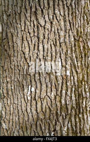 La corteccia di un albero è fotografato come un astratto verticale a colori. Natura texture di sfondo immagine. Foto Stock