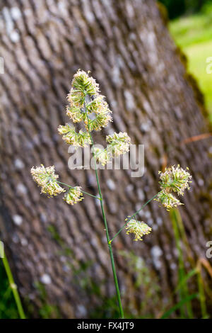 Un erbaccia è fotografato in questo verticale immagine astratta di una pianta in natura. Foto Stock