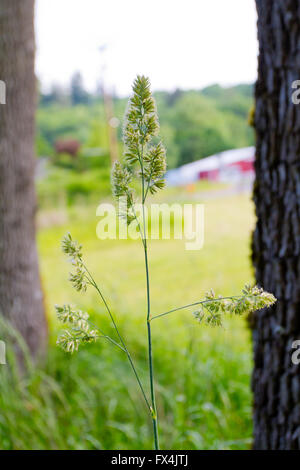 Un erbaccia è fotografato in questo verticale immagine astratta di una pianta in natura. Foto Stock