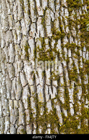 La corteccia di un albero è fotografato come un astratto verticale a colori. Natura texture di sfondo immagine. Foto Stock