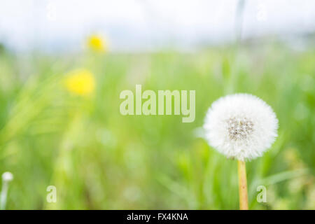 Isehara City, Giappone. 10 Aprile, 2016. Latte cinese veccia fiori(astragalo sinicus o Renge o Genge) Fiori in piena fioritura, Isehara City, nella prefettura di Kanagawa, Giappone. Credit: EDU Vision/Alamy Live News Foto Stock