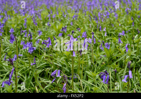 Inglese bluebells crescendo sul confine di un legno nel Warwickshire, Inghilterra, Regno Unito Foto Stock