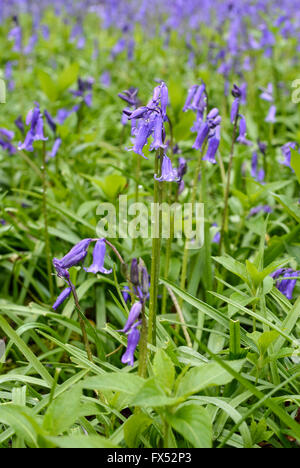 Inglese bluebells crescendo sul confine di un legno nel Warwickshire, Inghilterra, Regno Unito Foto Stock