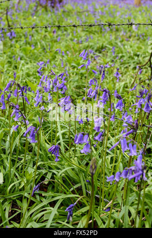 Inglese bluebells crescendo sul confine di un legno nel Warwickshire, Inghilterra, Regno Unito Foto Stock