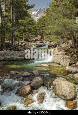 Ruscello di montagna cascate giù tra alberi di pino vicino Albertacce in Corsica con un Snow capped mountain a distanza Foto Stock