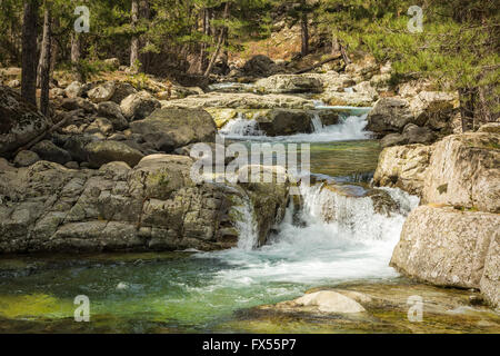 Ruscello di montagna cascate giù tra alberi di pino vicino Albertacce in Corsica Foto Stock