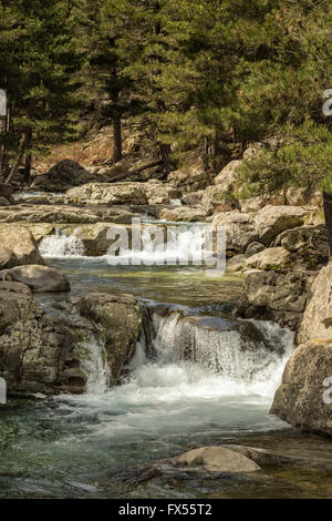 Ruscello di montagna cascate giù tra alberi di pino vicino Albertacce in Corsica Foto Stock