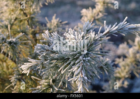 Kiefernzweig mit Raureif im inverno - ramoscello di pino con brina in inverno Foto Stock