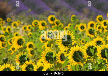 Lavendel und Sonnenblumen - lavanda e girasoli 02 Foto Stock