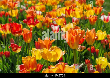 In Tulpenbeet gelb und rot - letto di tulipani in rosso e giallo in primavera Foto Stock