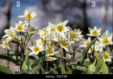 Wildtulpe Tulipa turkestanica - Tulipano selvatico Tulipa turkestanica 01 Foto Stock