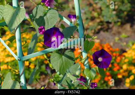 Prunkwinde im Garten - Ipomoea tricolore fiore nel giardino, estate Foto Stock