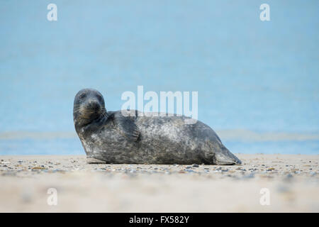 Giovani atlantico guarnizione grigio, Halichoerus grypus, dettaglio ritratto, presso la spiaggia di Isola Helgoland, Dune, Germania in primavera Foto Stock