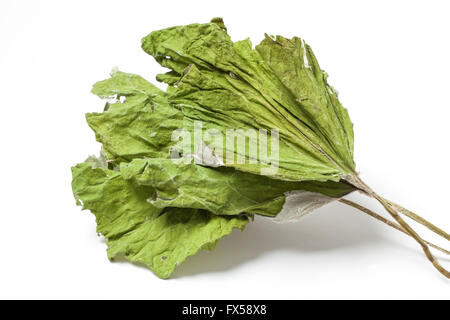 Tre le erbe essiccate coltsfoot lascia isolati su sfondo bianco Foto Stock