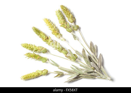 Diverse le erbe essiccate steli di un tè di montagna Sideritis Scardica isolati su sfondo bianco. L'erba anche chiamato Eroe verde Foto Stock