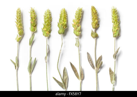 Sette le erbe essiccate steli di un tè di montagna Sideritis Scardica isolati su sfondo bianco. Foto Stock