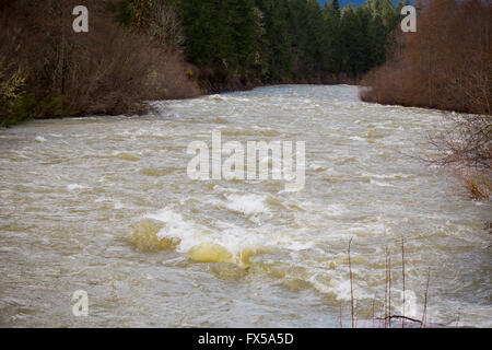 Acqua alta river rapids su Willamette in Oregon. Foto Stock