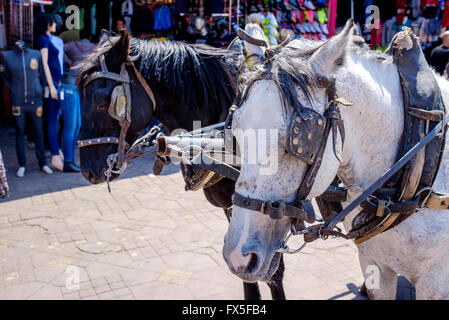 I cavalli utilizzati per tirare i carrelli con i turisti in escursioni intorno a Marrakech, Marocco, Africa del Nord Foto Stock