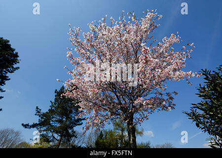 Natur, Jahreszeiten, Fruehling, Baum, Baumbluete, weisse Blueten, Zierkirsche, Japanische Bluetenkirsche, Prunus serrulata Foto Stock