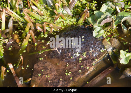 Frog spawn su una roccia in uno stagno Foto Stock