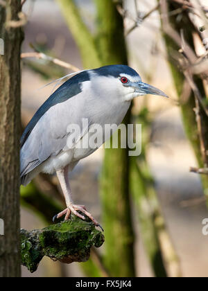 Nitticora in appoggio su una succursale nel suo habitat Foto Stock