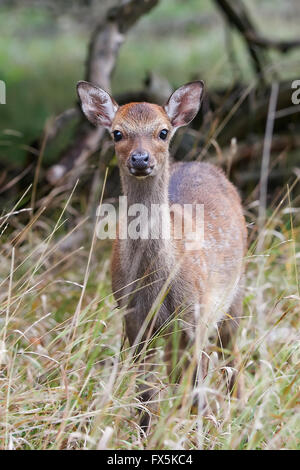 I capretti cervi sika nascondendo nel suo habitat naturale Foto Stock