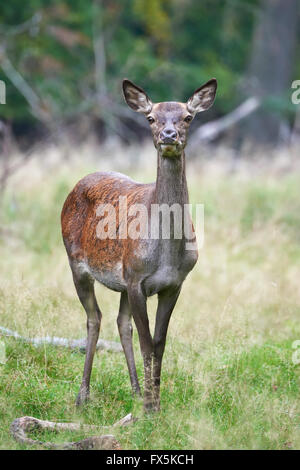 Femmina rosso cervo in appoggio nel suo habitat naturale Foto Stock