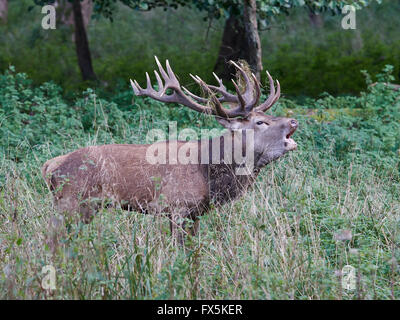 Grandi rossi maturi Stag Cervo muggito durante la routine Foto Stock