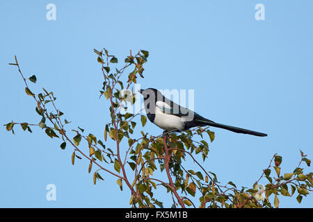 Eurasian Gazza appoggiato su un ramo con il blu del cielo in background Foto Stock