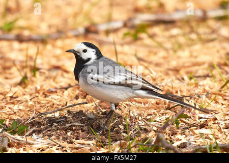 White Wagtail in appoggio sul terreno Foto Stock