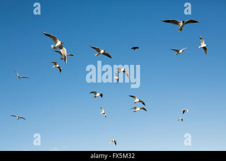 Gregge di comune europeo con testa nera gabbiani in volo in un cielo blu chiaro. La maggior parte del gruppo si stanno dirigendo verso la telecamera. Foto Stock