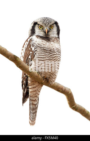 Northern Hawk Owl poggiante su una succursale nel suo habitat Foto Stock