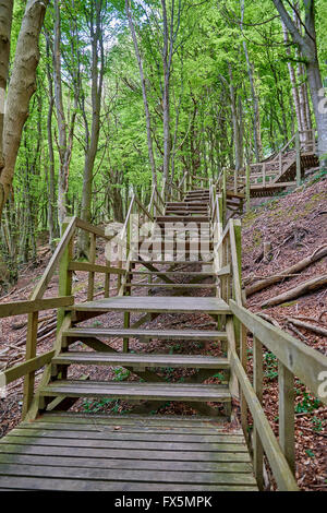 Scale ripide nella foresta a scogliere di Moen, Danimarca Foto Stock