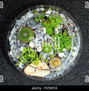 Tavolo decorativi per interni giardino in miniatura in vetro trasparente con bolla di cactus e piante succulente. Vetro decorativo vaso con succ Foto Stock