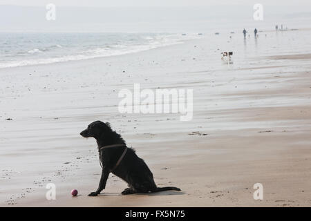 Cane,(il mio cane ben,nero Lurcher,) con la sua palla sulla tranquilla fuori stagione South Beach lungo Il Pembrokeshire Coast Path nel centro di dieci Foto Stock