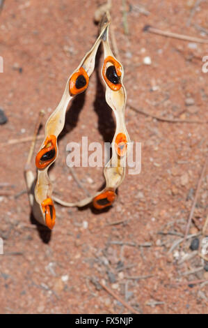 Red-eyed graticcio (Acacia Cyclops), Western Australia, WA, Australia Foto Stock