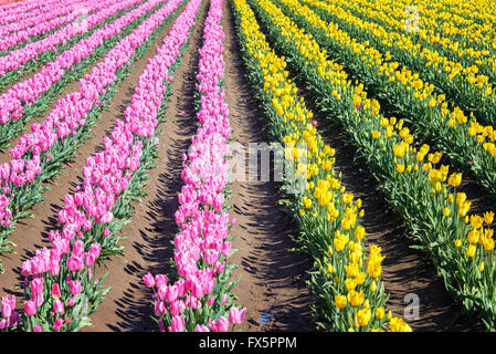 Righe di vibranti di rosa e tulipani gialli in Woodburn, Oregon Foto Stock